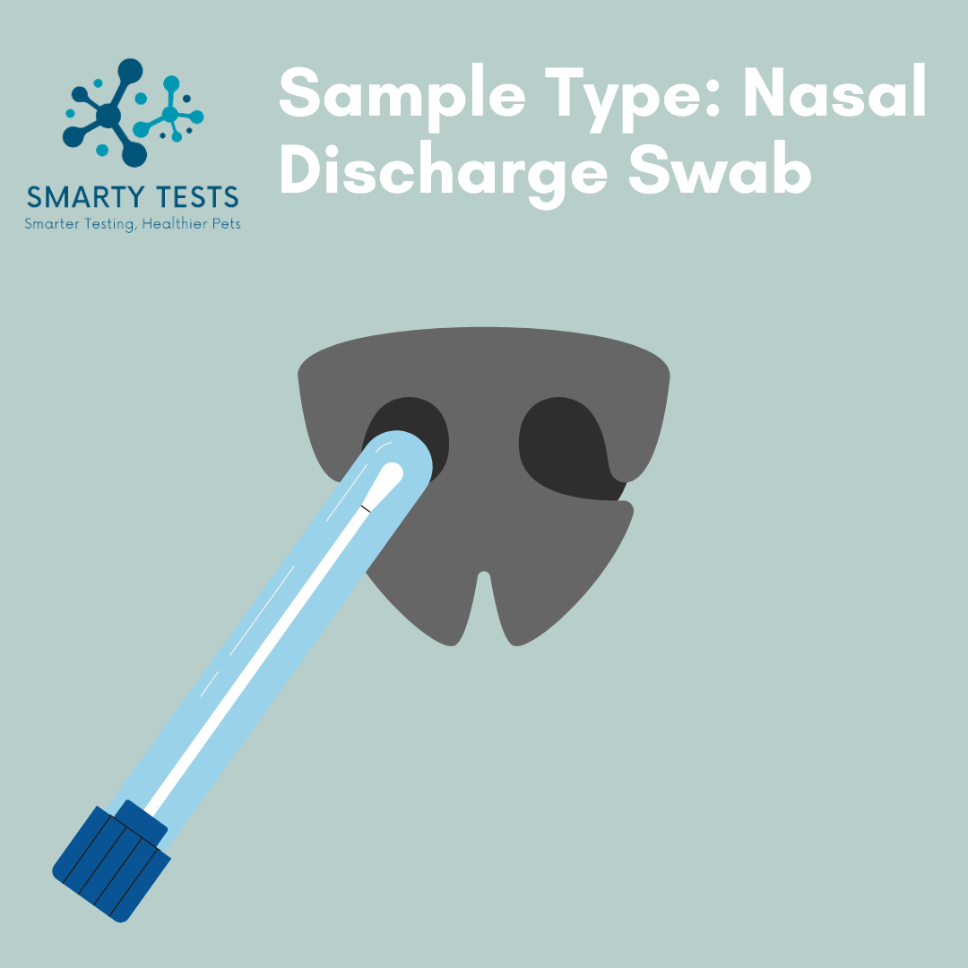 Canine Distemper Virus 10-Minute Rapid Test – Smarty Tests